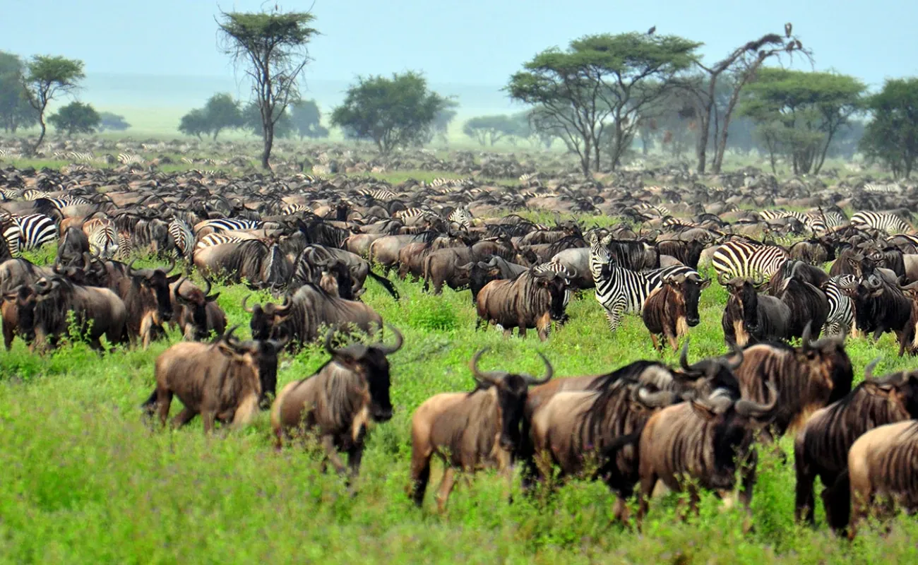 Safari Clásico en Tanzania - 8 Días - 4