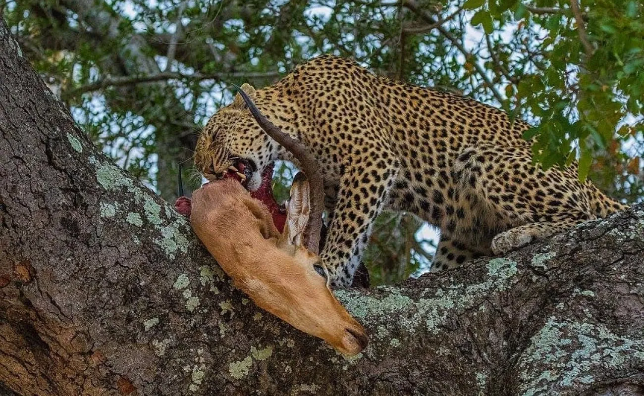 Tanzania y Zanzíbar: 6 días de aventura + 3 días en Zanzíbar - 4