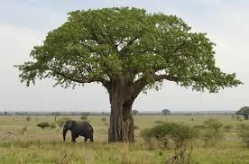 10 Días Safari Kipama Kubwa Tanzania