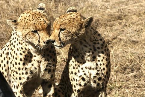 10 Días Safari Kipama Kubwa Tanzania