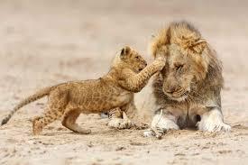 10 Días Safari Kipama Kubwa Tanzania