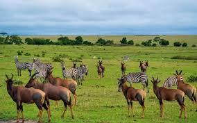 10 Días Safari Kipama Kubwa Tanzania