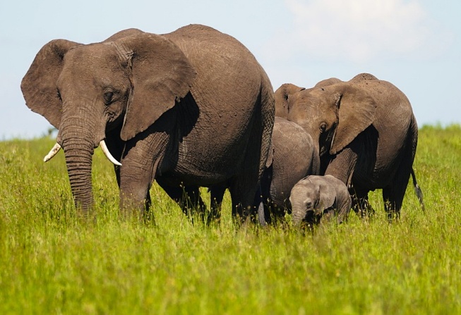 9 Días - Safari Gran Migración y Étnica