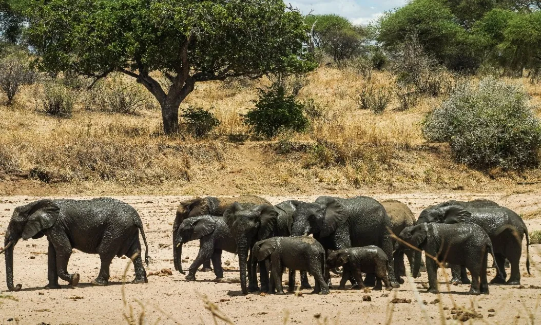 9 Días - Safari Gran Migración y Étnica