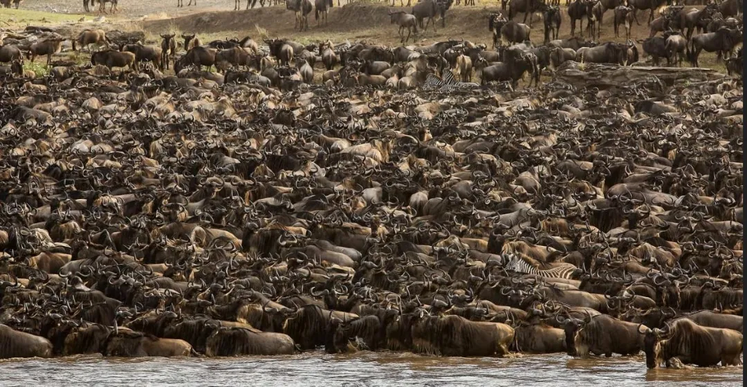 9 Días - Safari Gran Migración y Étnica