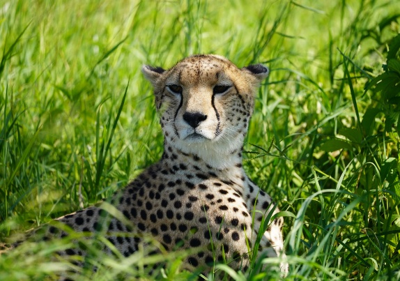 9 Días - Safari Gran Migración y Étnica