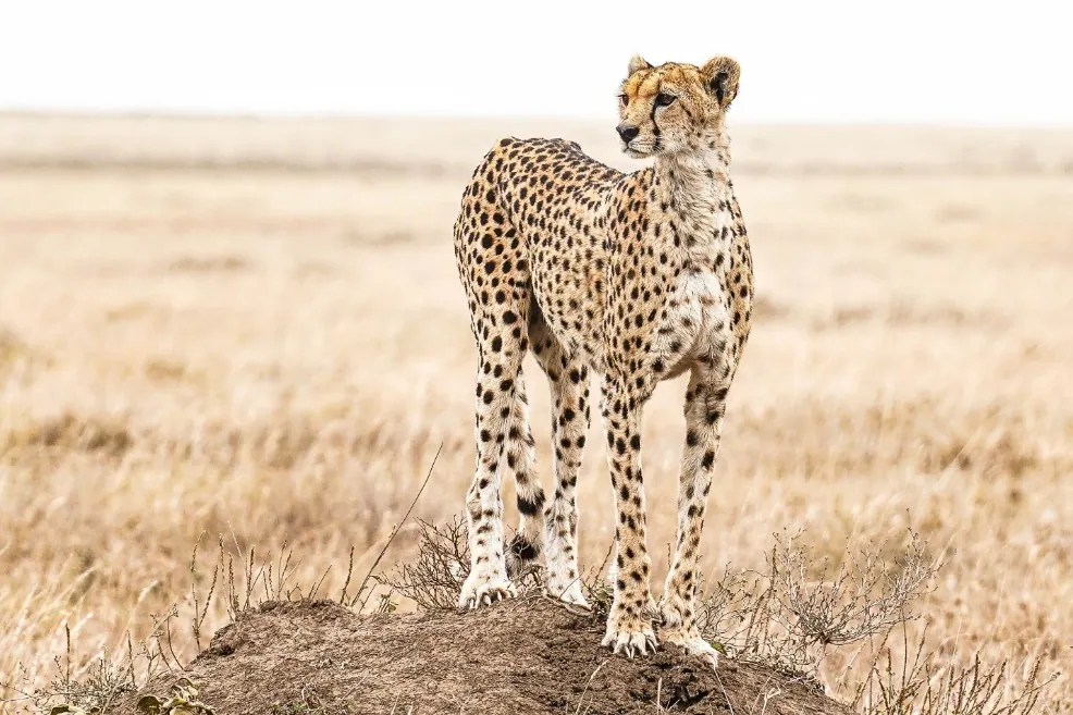 9 Días - Safari Gran Migración y Étnica