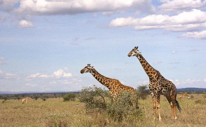 9 Días - Safari Gran Migración y Étnica