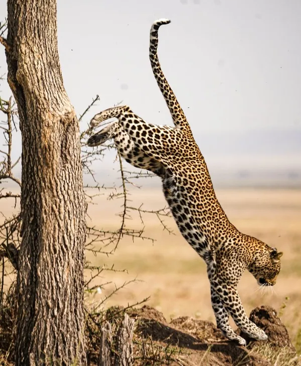 9 Días - Safari Gran Migración y Étnica
