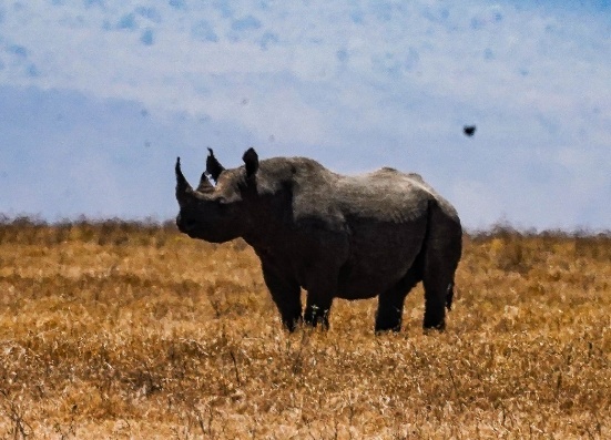 9 Días - Safari Gran Migración y Étnica