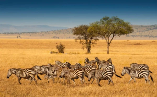 7 días - Safari de familia y amigos - Imagen 3