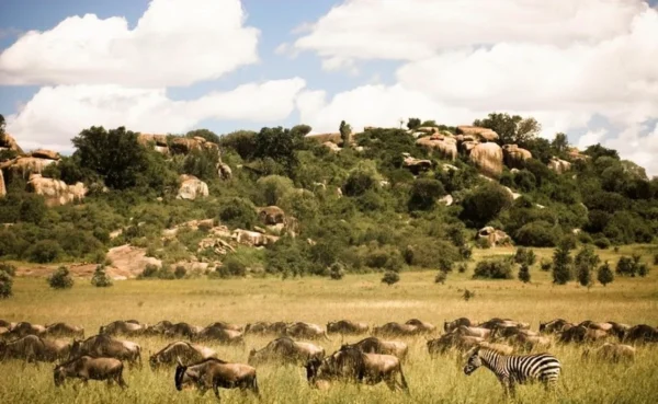 Tanzania y Zanzíbar: 6 días de aventura + 3 días en Zanzíbar - Imagen 4
