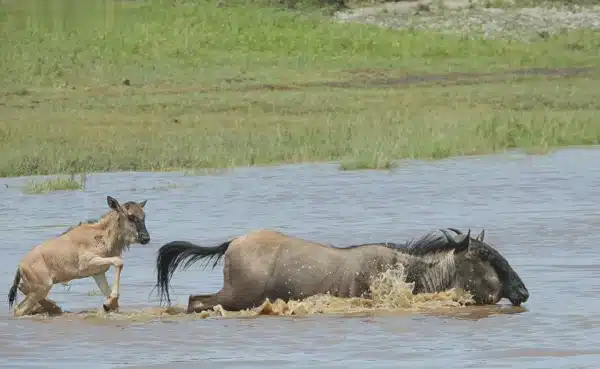 Safari Económico en Tanzania – 4 Días